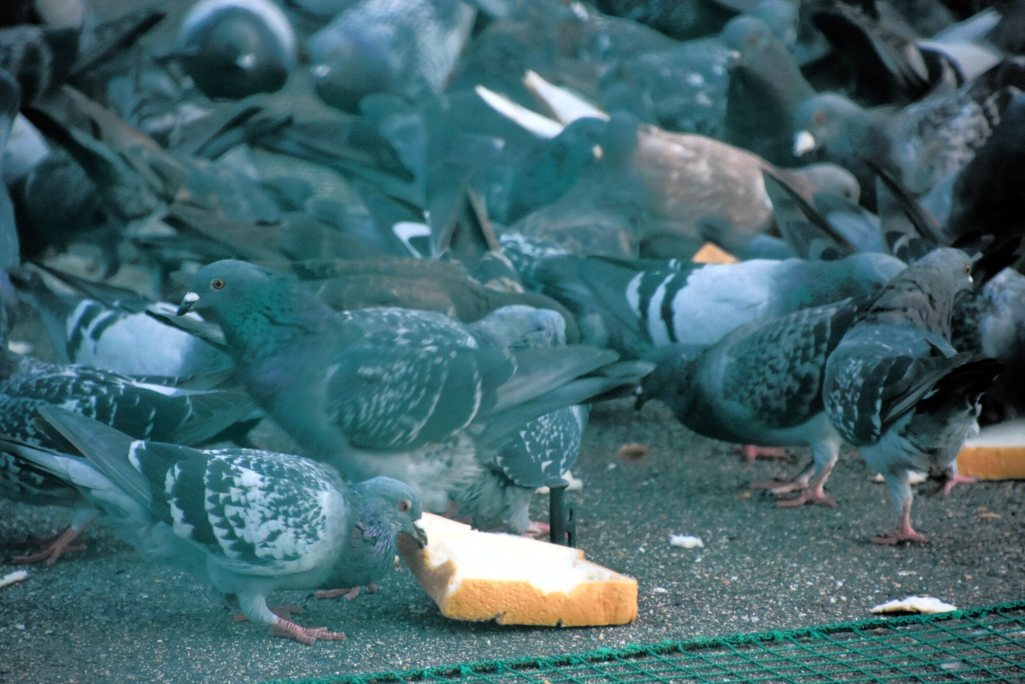 図・写真